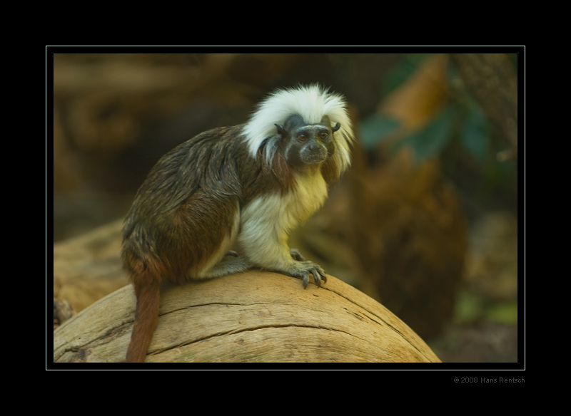 Lisztäffchen (Saguinus oedipus)