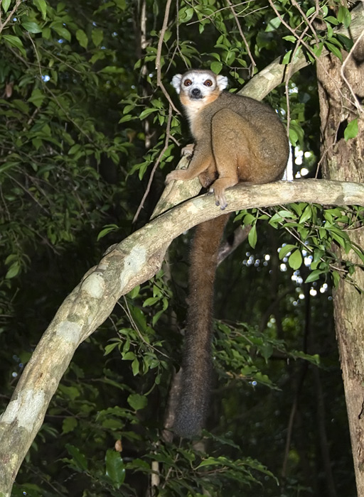 Kronen Maki, Ankarana, Madagaskar