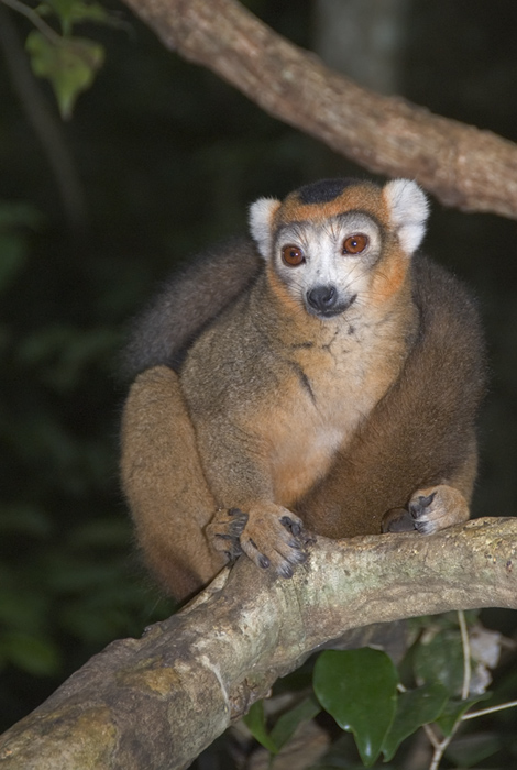 Kronen Maki, Ankarana, Madagaskar