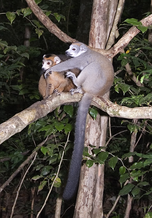 Kronen Maki, Ankarana, Madagaskar