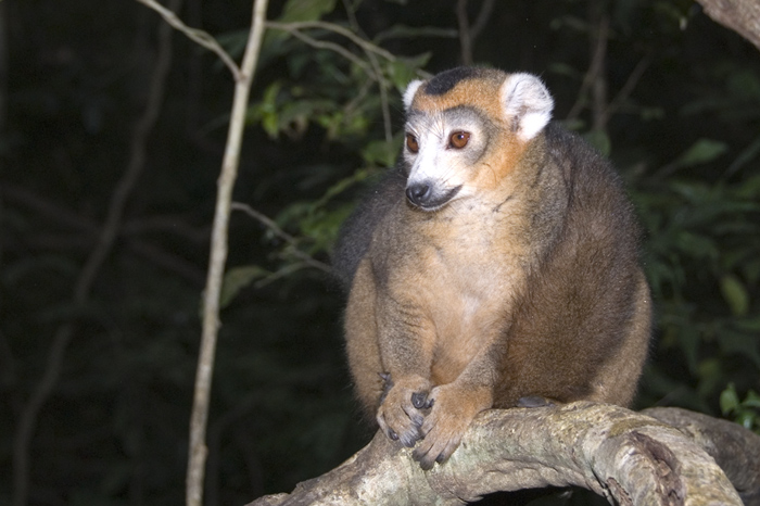 Kronen Maki, Ankarana, Madagaskar