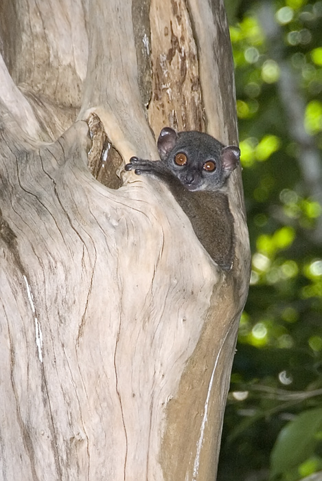 Wiesel Maki in Ankarana Madagaskar