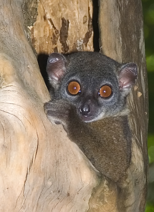 Wiesel Maki in Ankarana Madagaskar