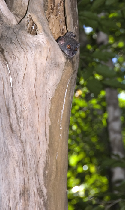 Wiesel Maki in Ankarana Madagaskar