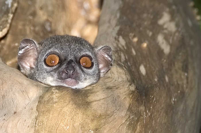 Wiesel Maki in Ankarana Madagaskar