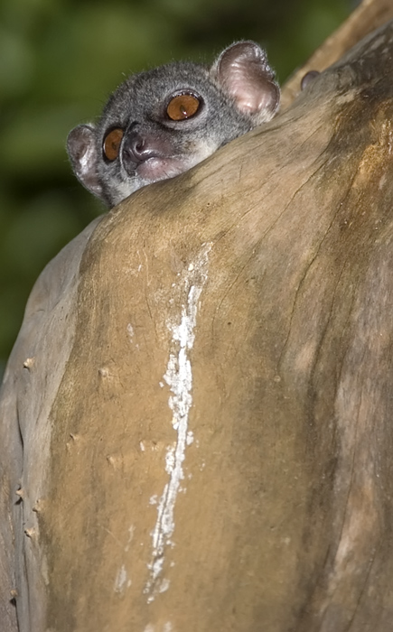 Wiesel Maki in Ankarana Madagaskar