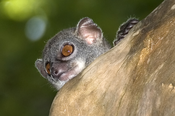 Wiesel Maki in Ankarana Madagaskar