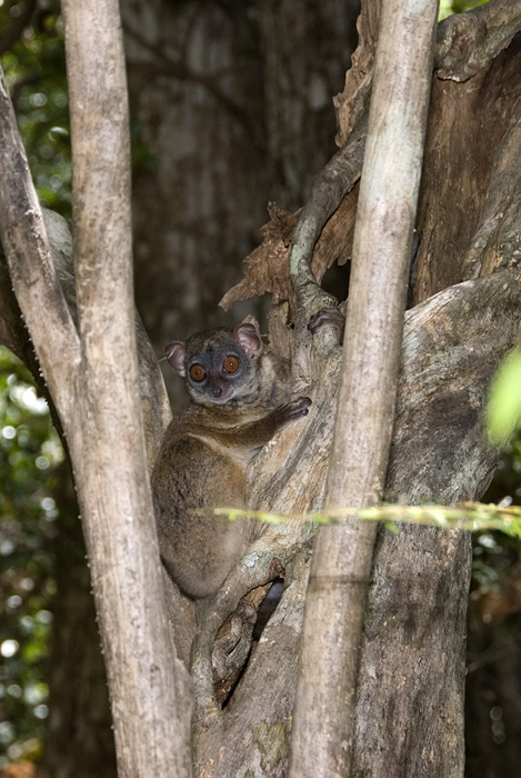 Wiesel Maki in Ankarana Madagaskar