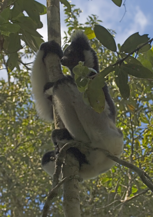 Indri Indri in Madagaskar