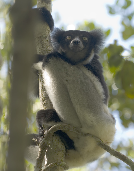 Indri Indri in Madagaskar