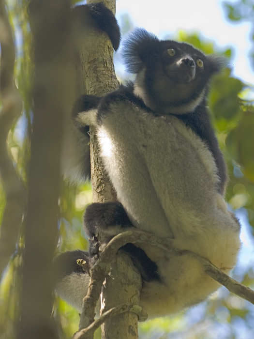 Indri Indri in Madagaskar