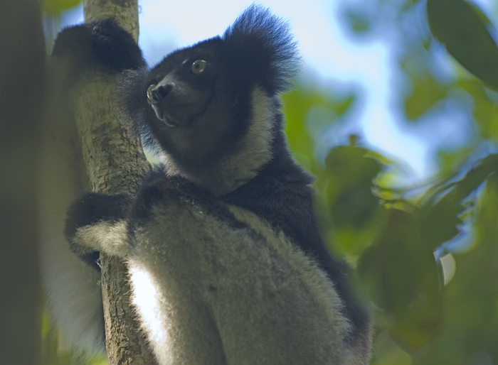 Indri Indri in Madagaskar