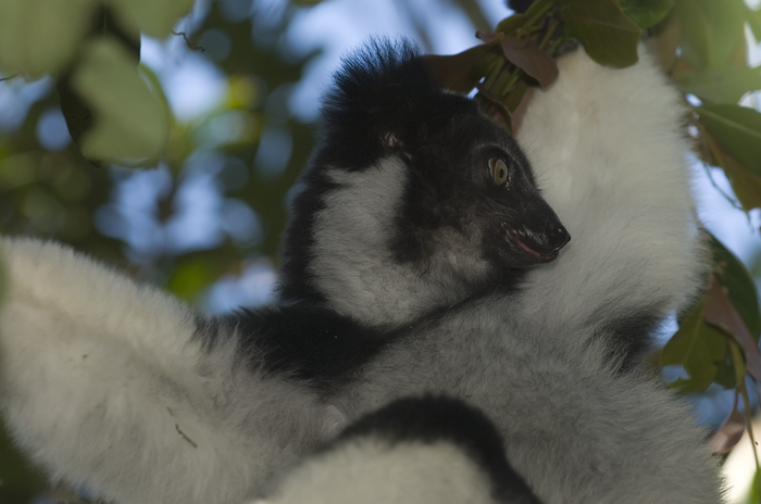 Indri Indri in Madagaskar