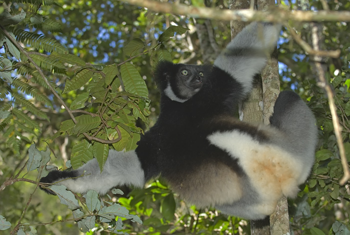 Indri Indri in Madagaskar