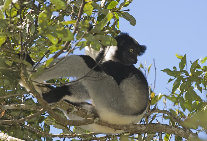 Indri Indri in Madagaskar