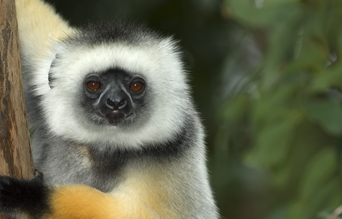 Lemur Portrait