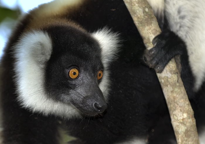 Vari Vari in Madagaskar