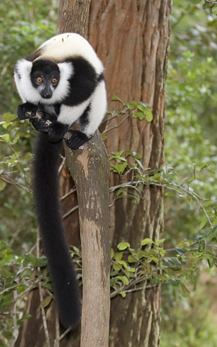 Vari Vari in Madagaskar