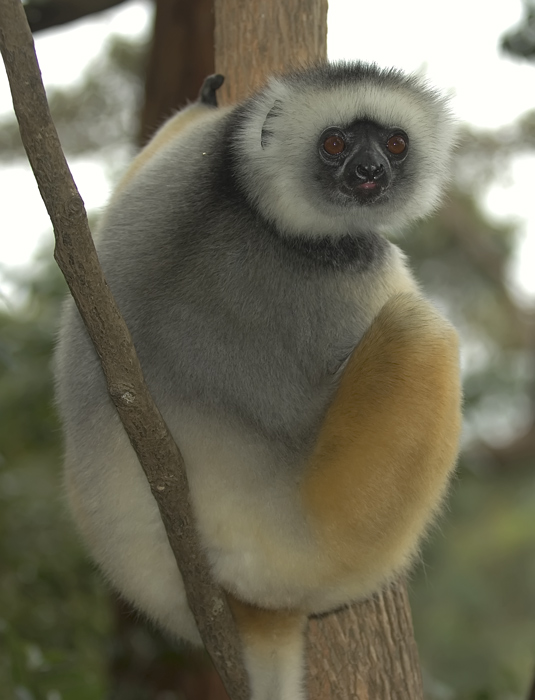 Lemur in Madagaskar