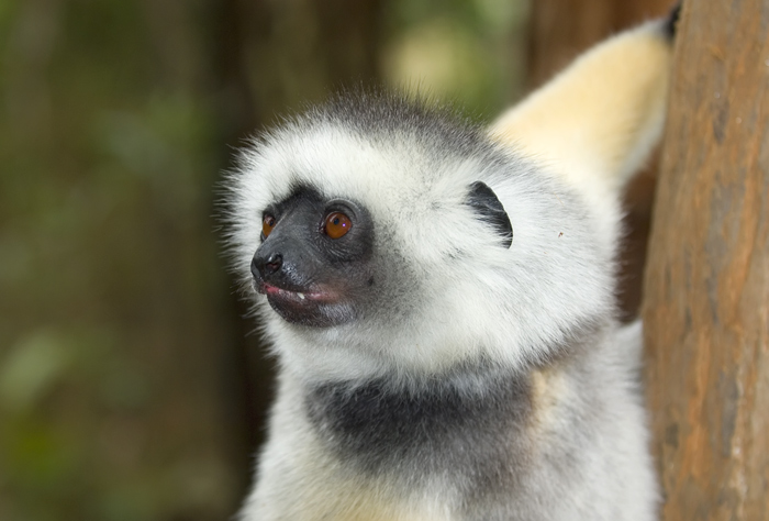 Lemur Portrait