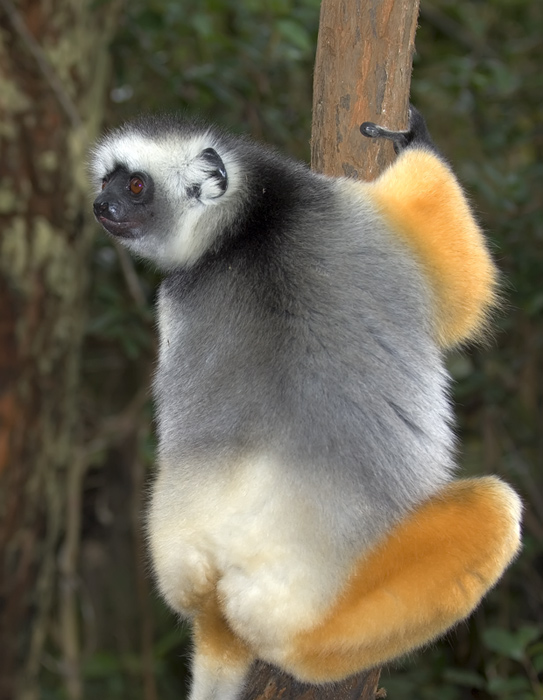 Lemur in Madagaskar