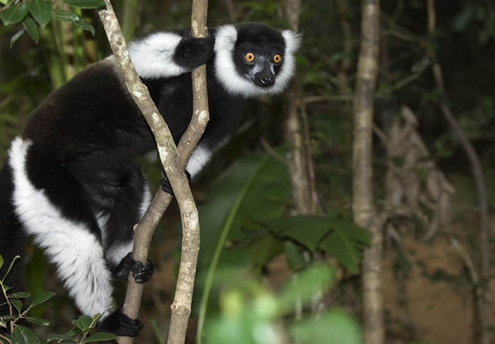 Vari Vari in Madagaskar