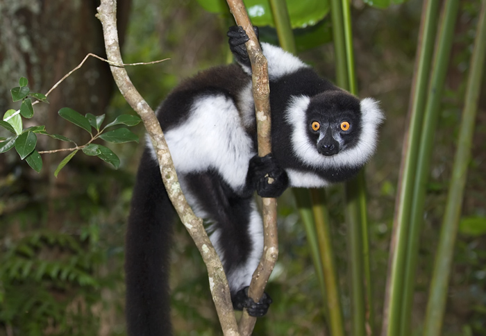 Vari Vari in Madagaskar