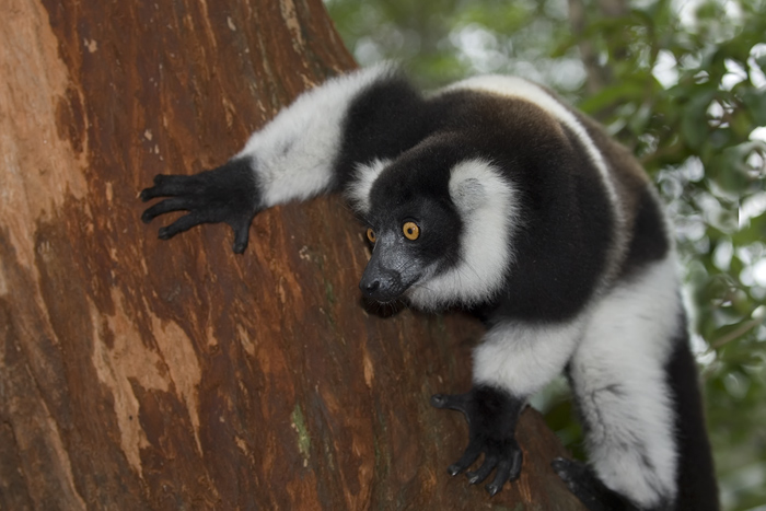 Vari Vari in Madagaskar