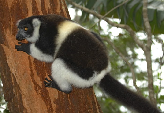 Vari Vari in Madagaskar