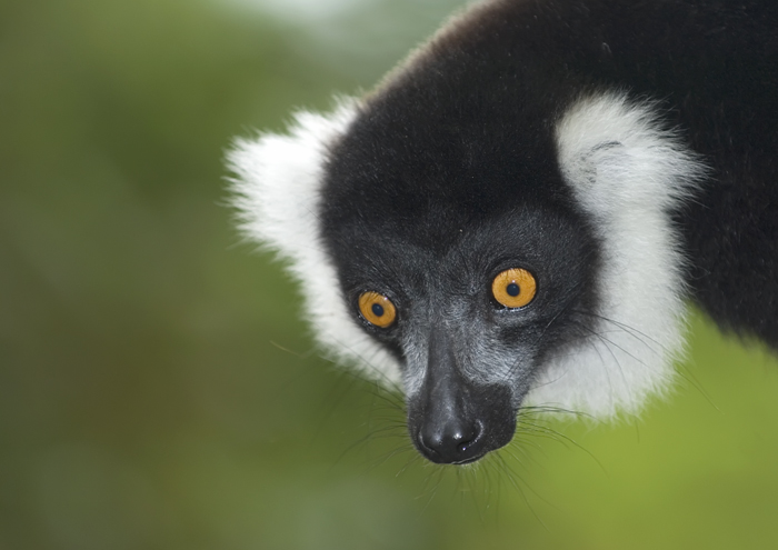 Vari Vari in Madagaskar