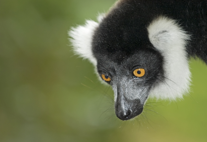 Vari Vari in Madagaskar