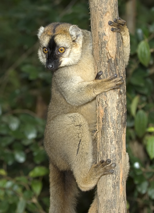 brauner Maki in Madagaskar