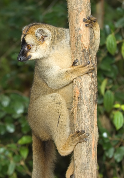 brauner Maki in Madagaskar