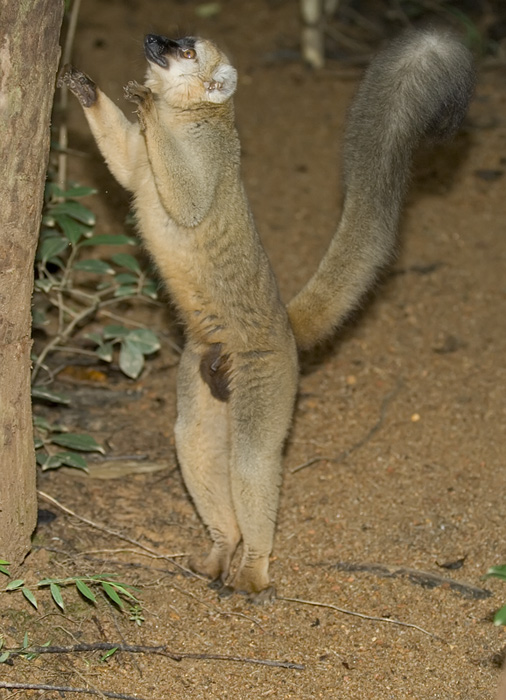 brauner Maki in Madagaskar