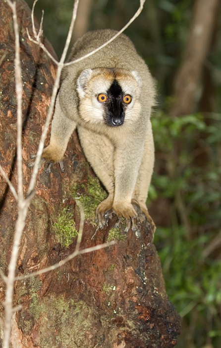 brauner Maki in Madagaskar