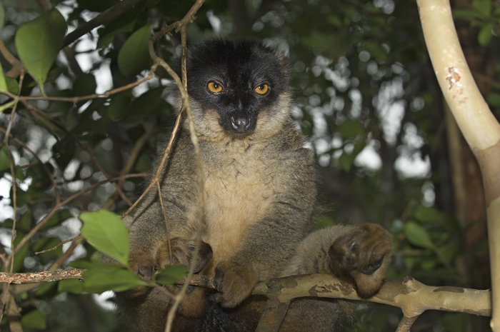 brauner Maki in Madagaskar