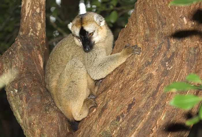 brauner Maki in Madagaskar