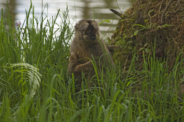 brauner Maki in Madagaskar