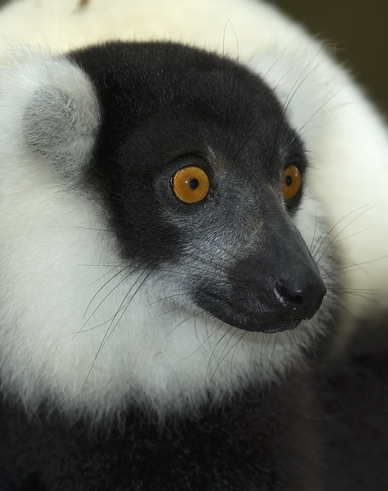 Vari Vari in Madagaskar