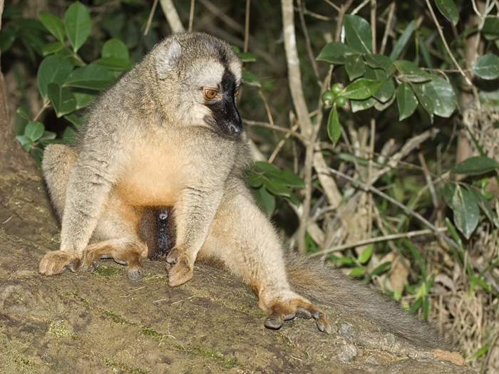 brauner Maki in Madagaskar