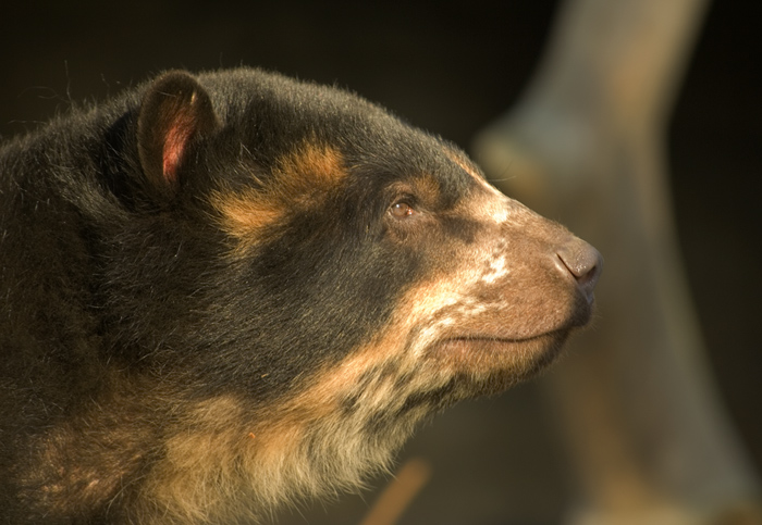 Brillenbär