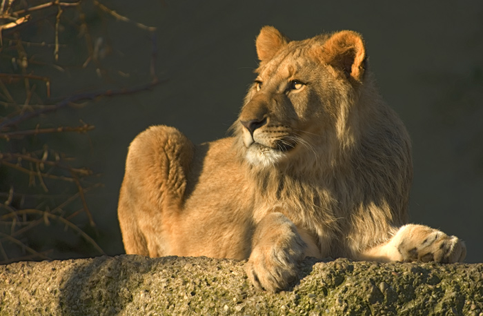 Junger Löwe an der Sonne