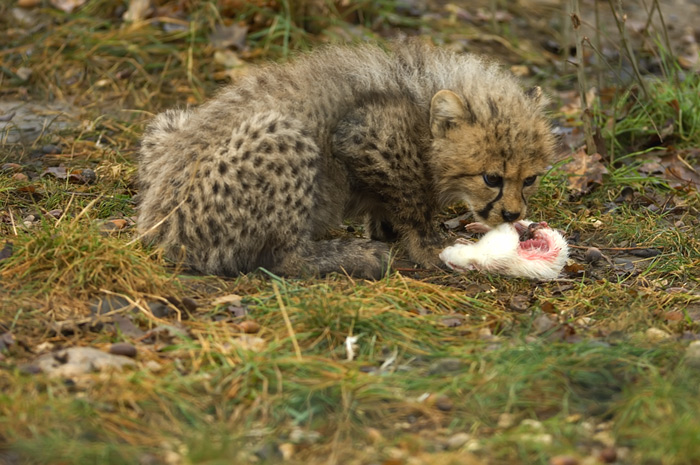 Junge Geparden im Basler Zoo