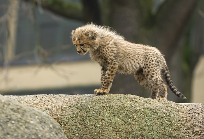 Junge Geparden im Basler Zoo