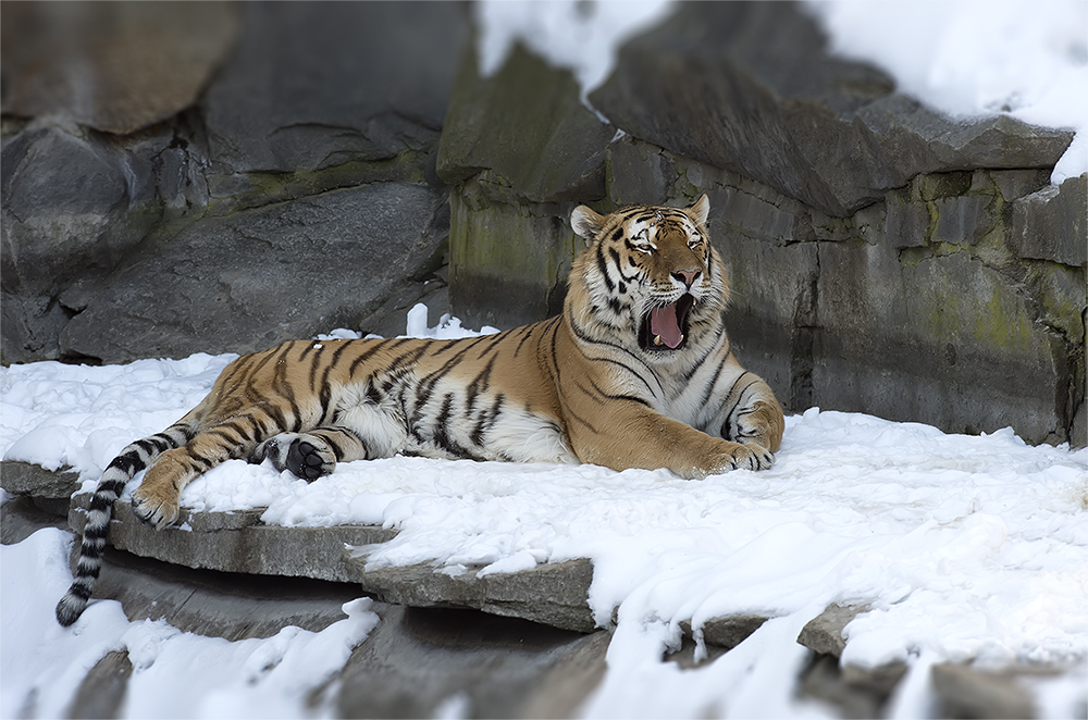 Tiger Tierpark Friedrichsfelde