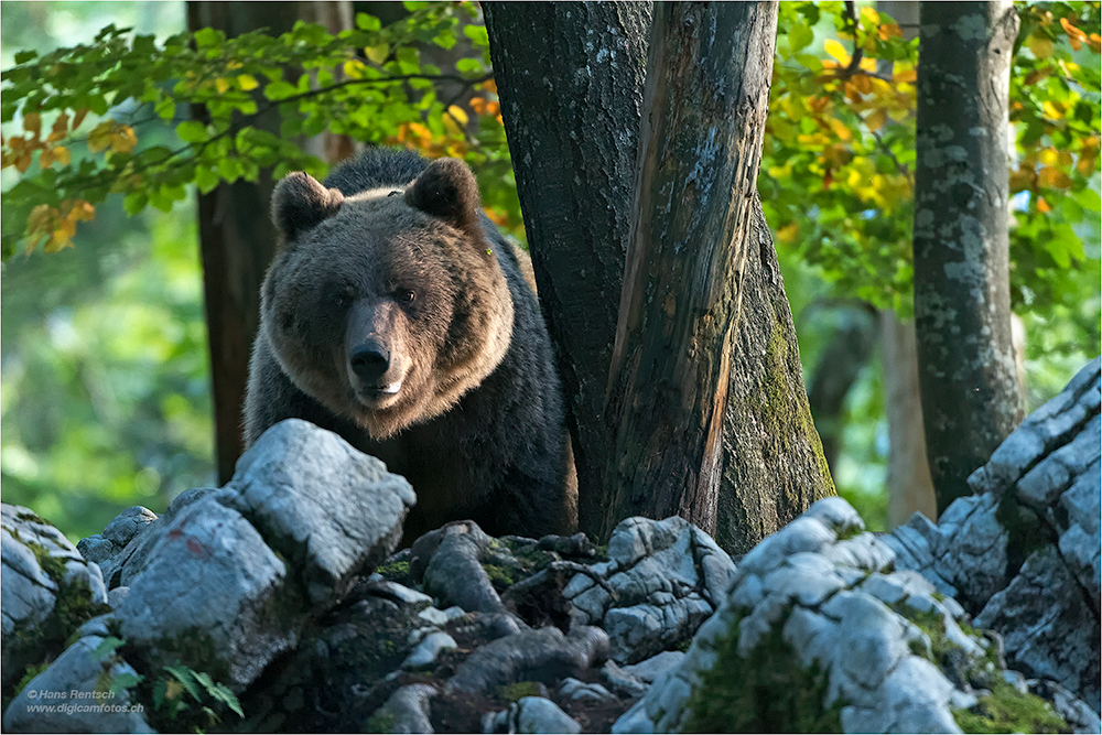 Braunbär