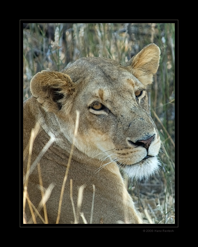 Löwenportrait