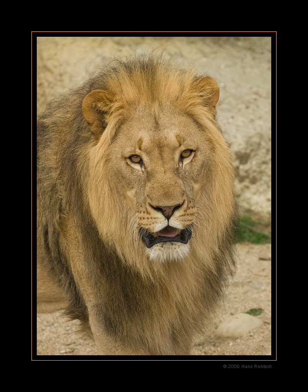 Portrait des stolzen Löwen im Basler-Zoo