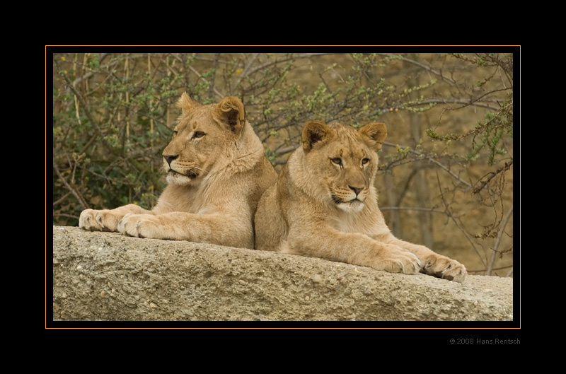 Junge Löwen im Basler-Zoo