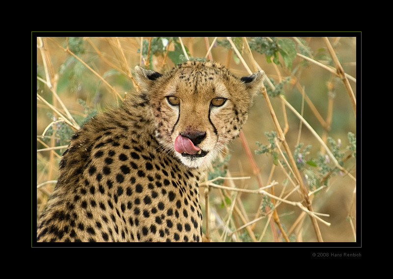 Gepard